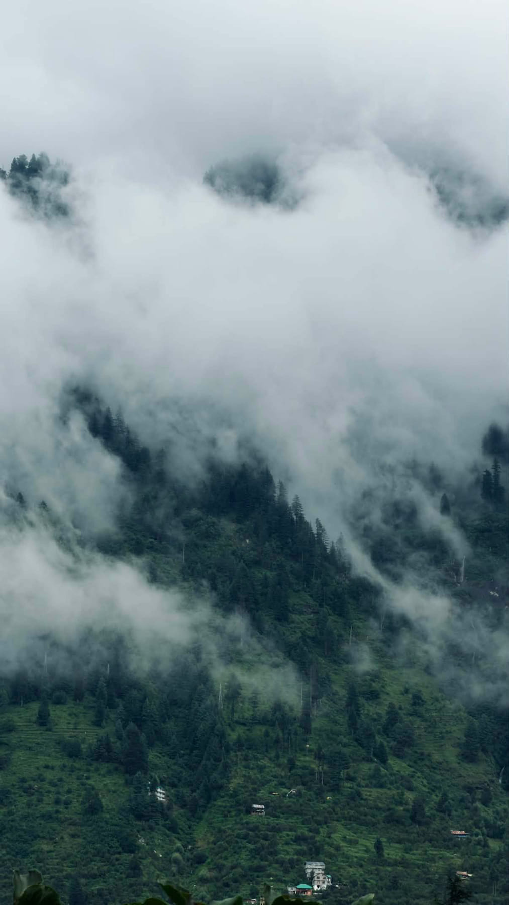 Morning fog moving through pine forest on a green Himalayan hillside